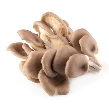 Oyster mushrooms isolated on a white background