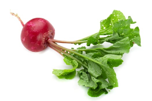 Freshly ripe radishes isolated over white background.