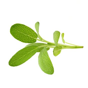 Sage plant isolated on a white background.