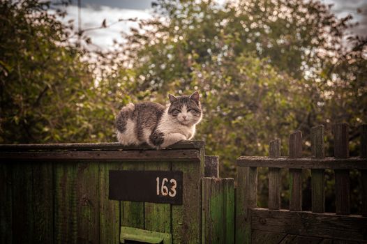 big white and gray cat sits on a wooden fence of a rural house on a background of a large tree