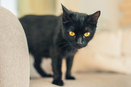 portrait of a black cat with yellow eyes