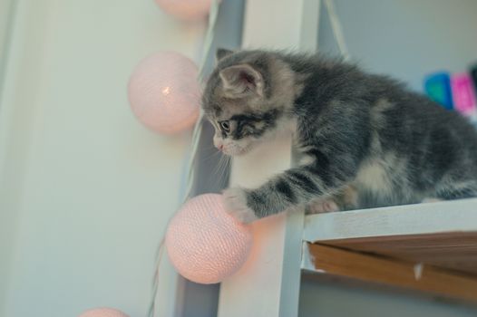 little gray cat on a white shelf near the light bulbs