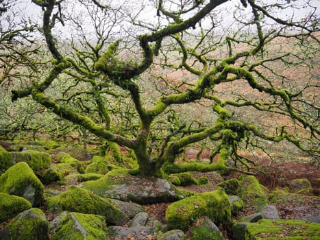Wistman's Wood high altitude oak woodland where the bright green lichens and mosses cover the rocks and trees, Dartmoor National Park, Devon, UK