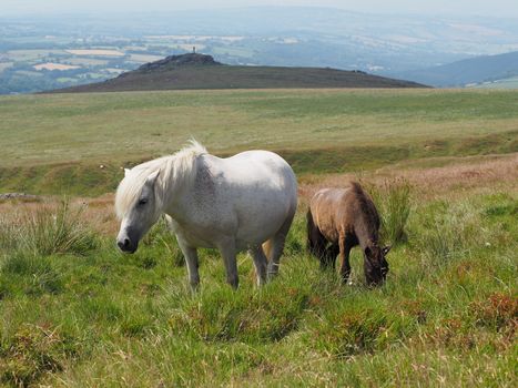 Wild ponies overlooking Brat Tor and Widgery Cross, Dartmoor National Park, Devon, UK