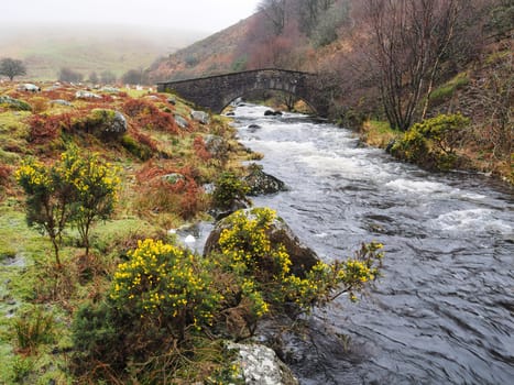 Stone arch footbridge over the fast flowing West Okement River with yellow gorse coming into bloom, Dartmoor National Park, Devon, UK