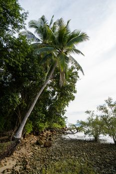 Woman stands on a coconut palm tree branches near sea in the rainforest in Thailand