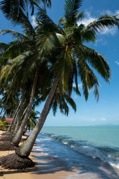 Coconut palm trees on white sand beach with a crystal clean water in a sunny day