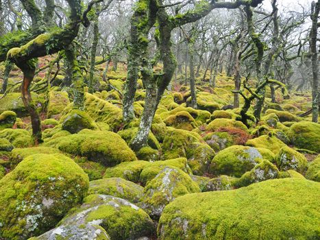 Black-a-Tor Copse high altitude oak woodland above the West Okement River where the bright green lichens and mosses cover the rocks and trees, Dartmoor National Park, Devon, UK