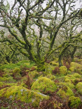 Wistman's Wood high altitude oak woodland where the bright green lichens and mosses cover the rocks and trees, Dartmoor National Park, Devon, UK