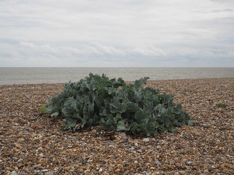 Green Sea Kale (Crambe maritima) growing on a pebble shingle beach at the coast, Aldeburgh, Suffolk, UK