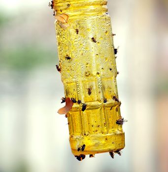 A bottle is covered with honey to be used as a fly trap
