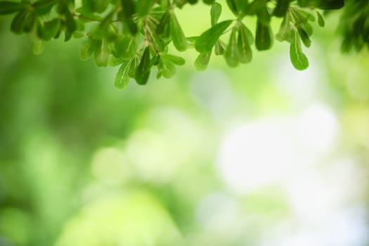 Closeup beautiful attractive nature view of green leaf on blurred greenery background in garden with copy space using as background natural green plants landscape, ecology, fresh wallpaper concept.