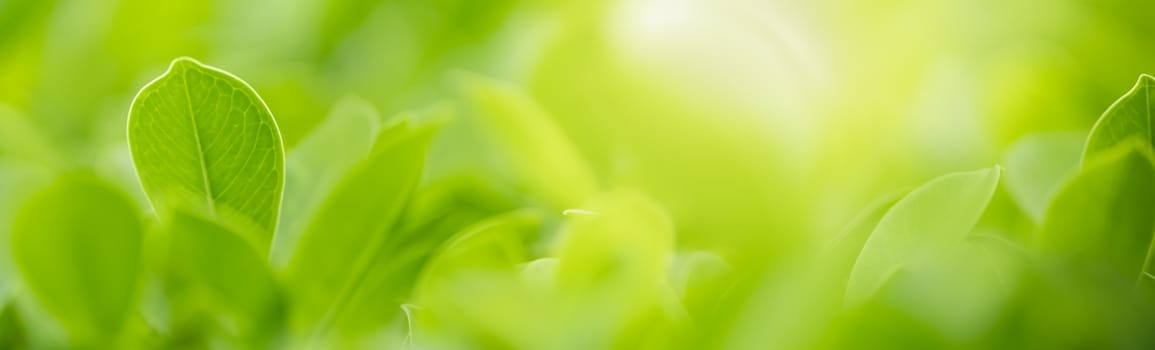 Closeup beautiful nature view of green leaf on blurred greenery background in garden with copy space using as background natural green plants landscape, ecology, fresh wallpaper cover concept.