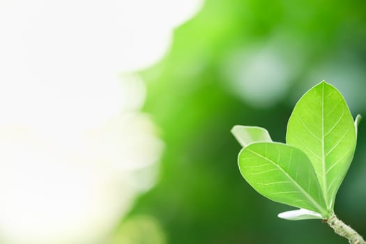 Beautiful nature view green leaf on blurred greenery background under sunlight with bokeh and copy space using as background natural plants landscape, ecology wallpaper concept.