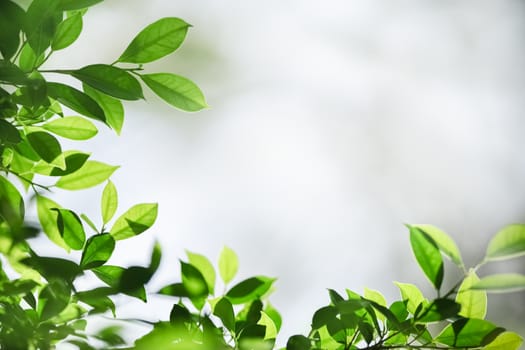 Beautiful nature view green leaf on blurred greenery background under sunlight with bokeh and copy space using as background natural plants landscape, ecology wallpaper concept.