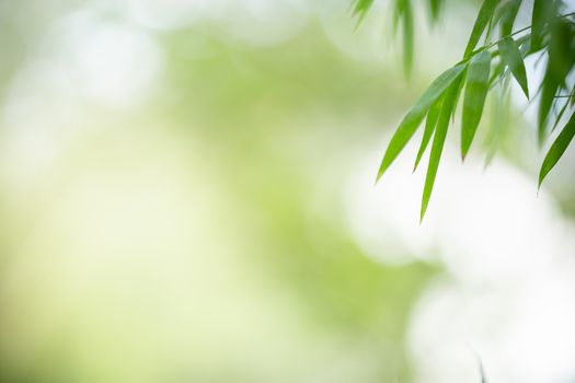 Beautiful nature view green bamboo leaf on blurred greenery background under sunlight with bokeh and copy space using as background natural plants landscape, ecology wallpaper concept.