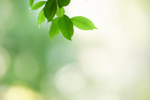 Beautiful nature view green leaf on blurred greenery background under sunlight with bokeh and copy space using as background natural plants landscape, ecology wallpaper concept.