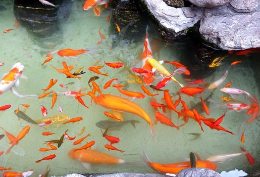 Water garden with rocks and goldfish pond