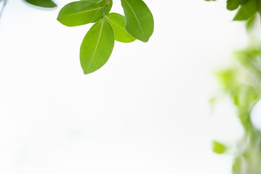 Close up of beautiful nature view green leaf on blurred greenery background under sunlight with bokeh and copy space using as background natural plants landscape, ecology wallpaper concept.