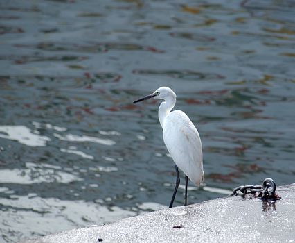 A White Heron stands by the sea shore looking for fish
