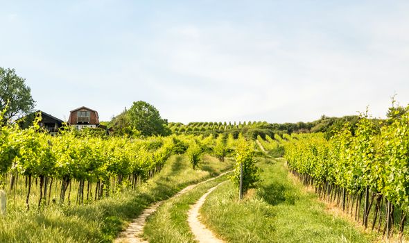 Vineyards of the city of Vienna