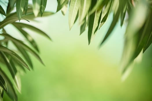 Close up of beautiful nature view green leaf on blurred greenery background under sunlight with bokeh and copy space using as background natural plants landscape, ecology wallpaper concept.