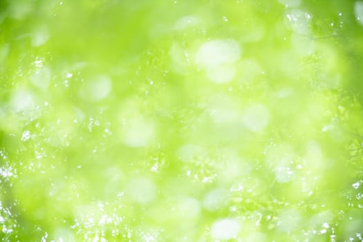 Abstract blurred out of focus and blurred green leaf background under sunlight with bokeh and copy space using as background natural plants landscape, ecology wallpaper concept.