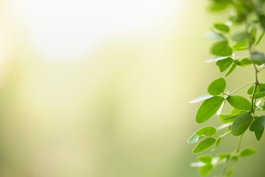 Beautiful nature view green leaf on blurred greenery background under sunlight with bokeh and copy space using as background natural plants landscape, ecology wallpaper concept.