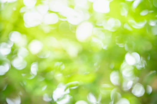 Abstract blurred out of focus and blurred green leaf background under sunlight with bokeh and copy space using as background natural plants landscape, ecology wallpaper concept.