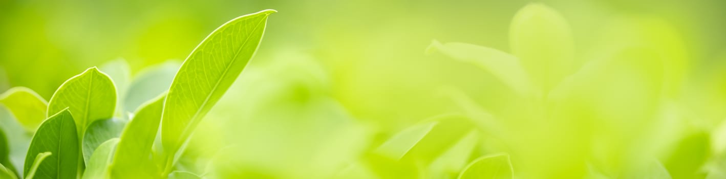 Close up beautiful nature view green leaf on blurred greenery background under sunlight with bokeh and copy space using as background natural plants landscape, ecology cover concept.