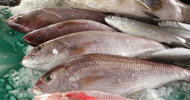 Fresh fish on ice is being offered at an outdoor market