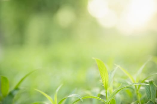 Close up of beautiful nature view green leaf on blurred greenery background under sunlight with bokeh and copy space using as background natural plants landscape, ecology wallpaper concept.