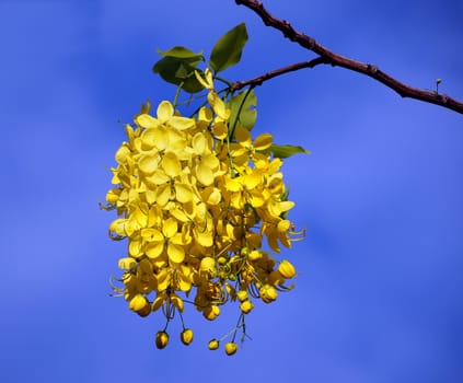 Flowers of the Golden Rain Tree (Laburnum anagyroides)