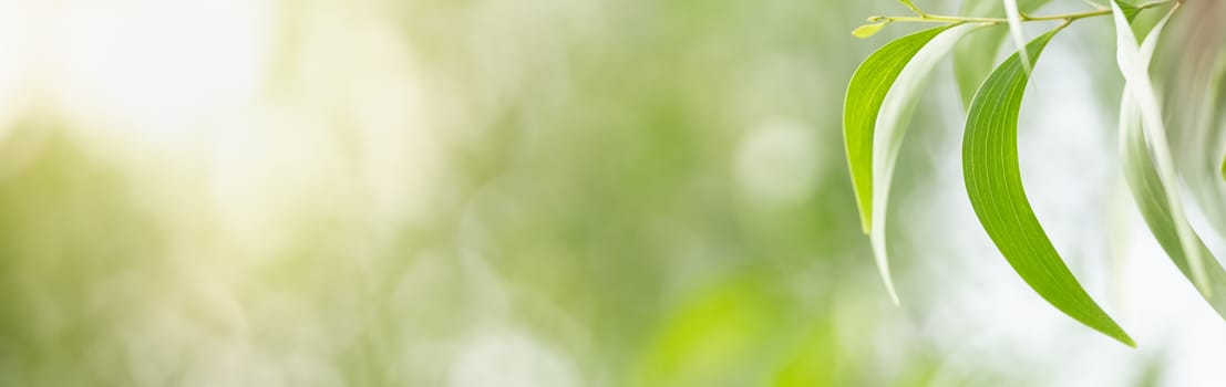 Close up beautiful nature view green leaf on blurred greenery background under sunlight with bokeh and copy space using as background natural plants landscape, ecology cover concept.