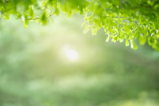 Close up of beautiful nature view green leaf on blurred greenery background under sunlight with bokeh and copy space using as background natural plants landscape, ecology wallpaper concept.