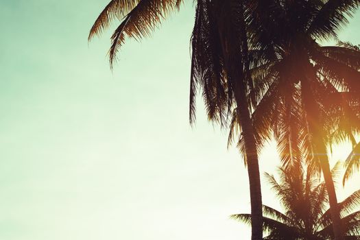 Tropical palm coconut trees on sunset sky flare and bokeh nature background.