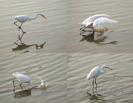 Composite image of a white heron bird catching a fish in shallow water
