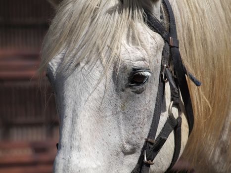 Detailed view of the face and eye of a white and gray horse