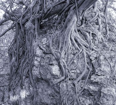 The aerial roots of a banyan tree cling to a coral rock

