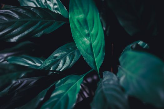 Selective focus closed up tropical summer green leaf dark tone background