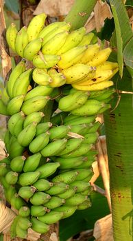 A large bunch of yellow and green bananas hangs from a tree
