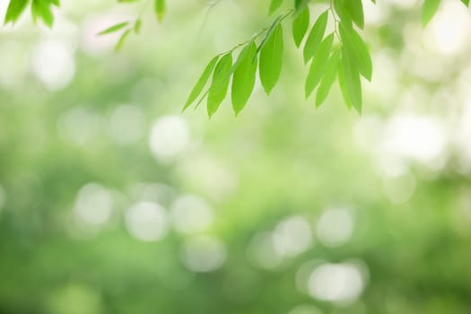 Close up of beautiful nature view green leaf on blurred greenery background under sunlight with bokeh and copy space using as background natural plants landscape, ecology wallpaper concept.