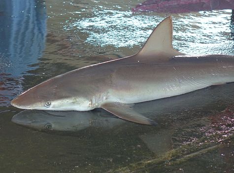 A grey reef shark is sold at a fish market in Taiwan
