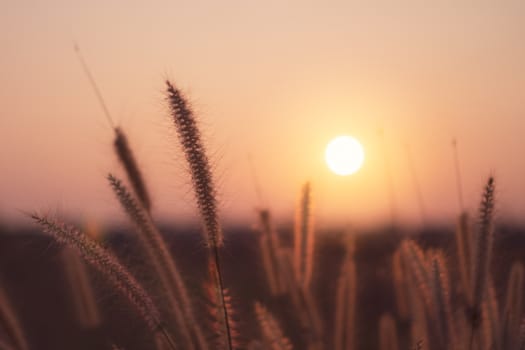 Mountain and grass flowers scenery view landscape with sky beautiful sunset and sunrise background.