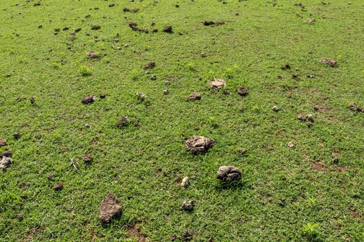 Green pasture with many cow shit at Nyang Nyang beach on Bali island, Indonesia. Green meadow with many dried dung shit on green grass off the coast of the Indian Ocean. Fresh cow shit on the grass.