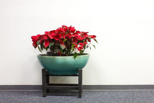 plant decoration in office building