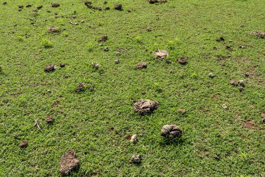 Green pasture with many cow shit at Nyang Nyang beach on Bali island, Indonesia. Green meadow with many dried dung shit on green grass off the coast of the Indian Ocean. Fresh cow shit on the grass.