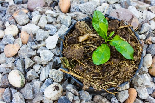 tree in pot prepare to grow in garden