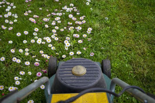 Seasons and yard maintenance concept with electric lawn mower and dainty white and pink spring flowers in a green garden lawn