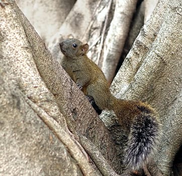 A large squirrel with a bushy tail climbs up a tree
